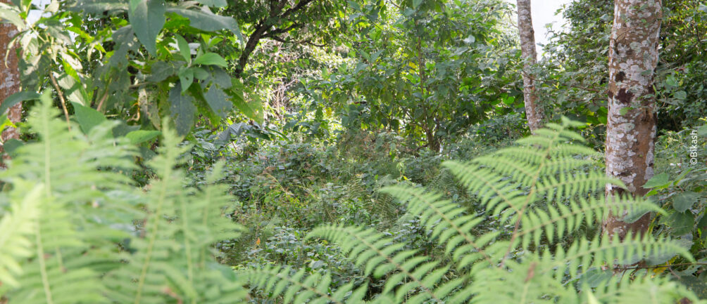 A view of Yangshila Pangolin habitat