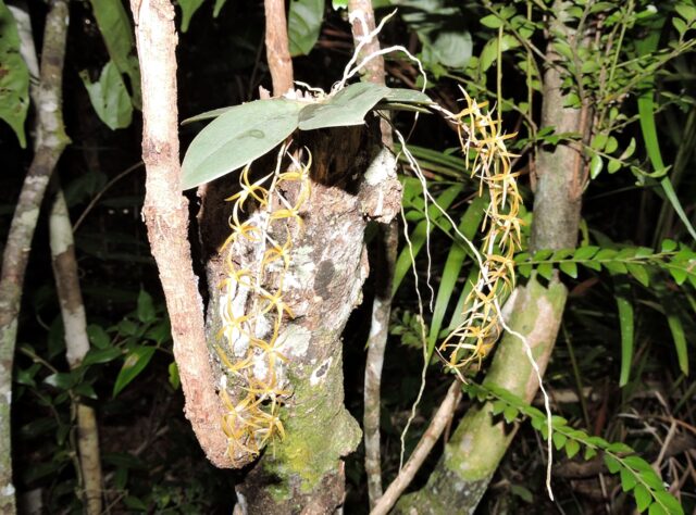 Image shows a tree trunk with branches extended out of it. In the centre of the image is an orchid with two large green oval leaves, and two cascading stems with a chain of yellow star-shaped flowers attached to the stems.